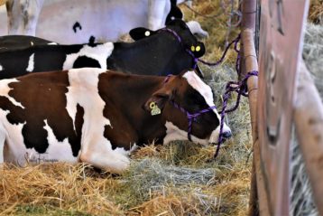 Cows resting at fair