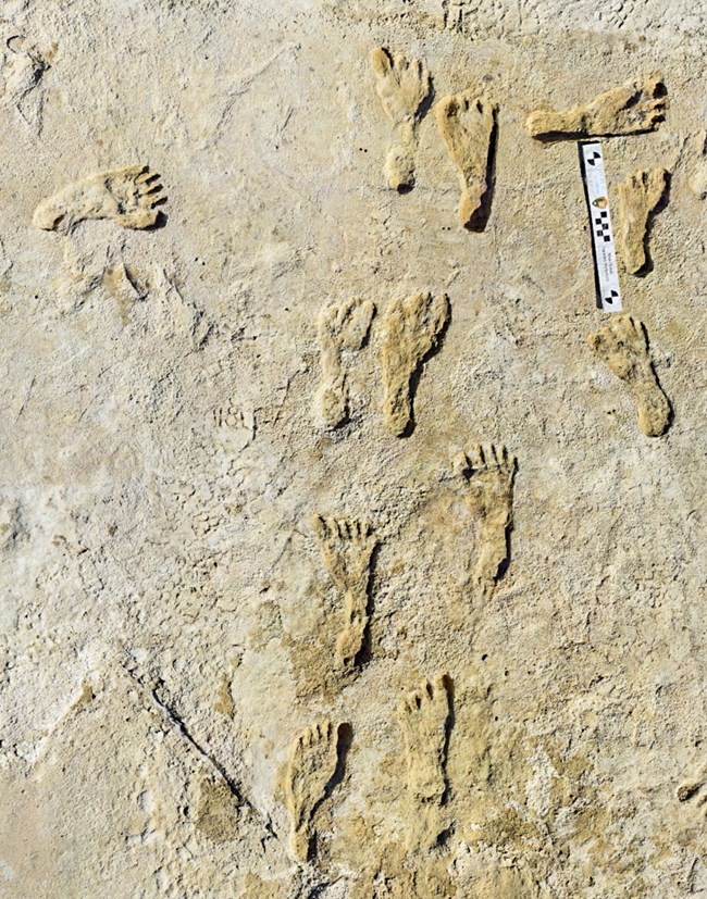Fossilized human footprints fount at White Sands National Park